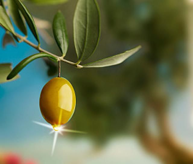 น้ำมัน from olives is an age old skin moisturizer.