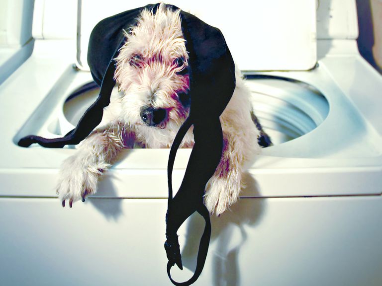 Hund Helping with Bra Washing