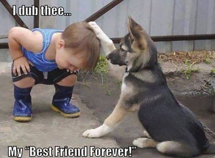 Câine and baby friendship meme