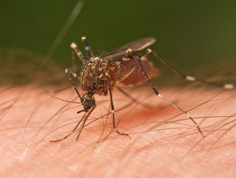 Kako da biste dobili osloboditi od onih ružnih tamnih mrlja od komaraca
