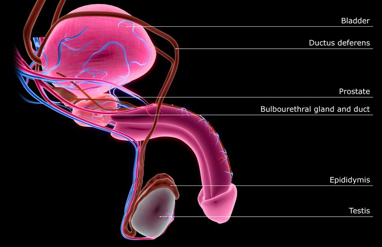 Inifrån och Ut: Anatomi av en penis