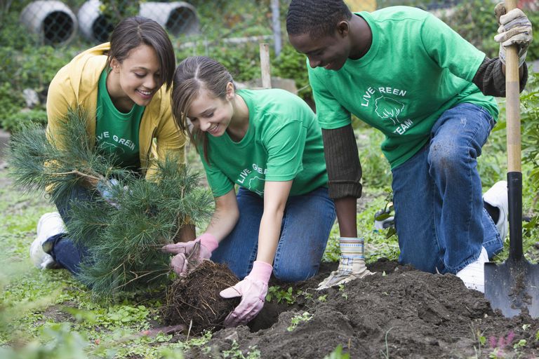 स्वयंसेवक planting a tree together