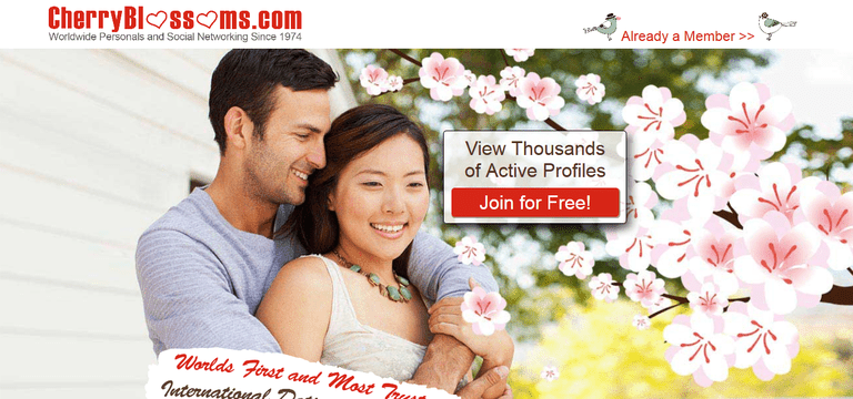 चेरी Blossoms website