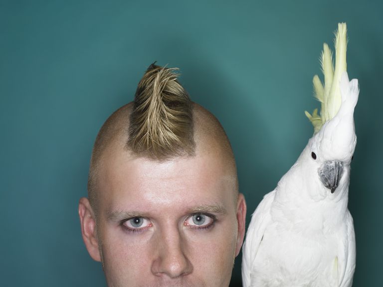 Človek With a Mohican Next to a Cockatoo